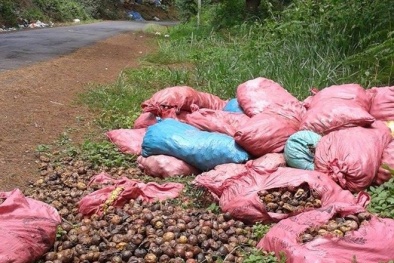 'Đắng lòng' nông sản đổ bỏ cho gia súc ăn